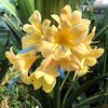 Кливия (Clivia) 